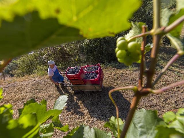 Foto für Bergweinbau in Naturns - Besuch am Weingut Castel Juval Unterortl